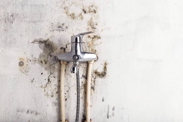 Best Best Mold Removal Companies  in Owens Cross Roads, AL