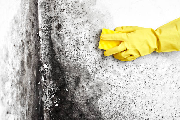 Best Toxic Mold Removal  in Owens Cross Roads, AL