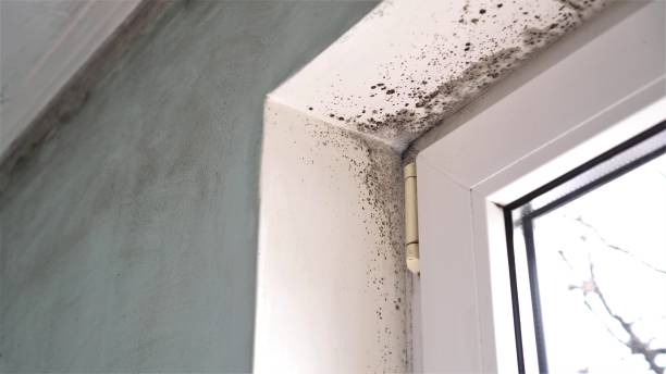 Best Mold Damage Repair  in Owens Cross Roads, AL