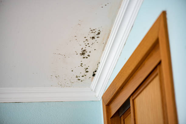 Best Toxic Mold Removal  in Owens Cross Roads, AL