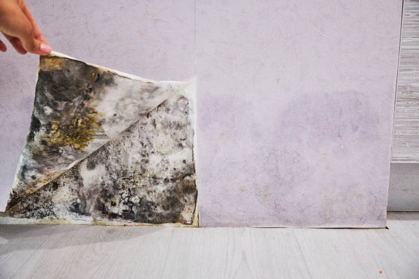 Best Mold Cleaning Services  in Owens Cross Roads, AL